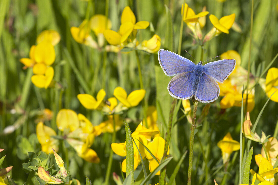 Gemeines Blau (Polyommatus icarus) erwachsenes Männchen, ruht unter Vogelfußklee (Lotus corniculatus) Blumen, Leicestershire, England, Juni