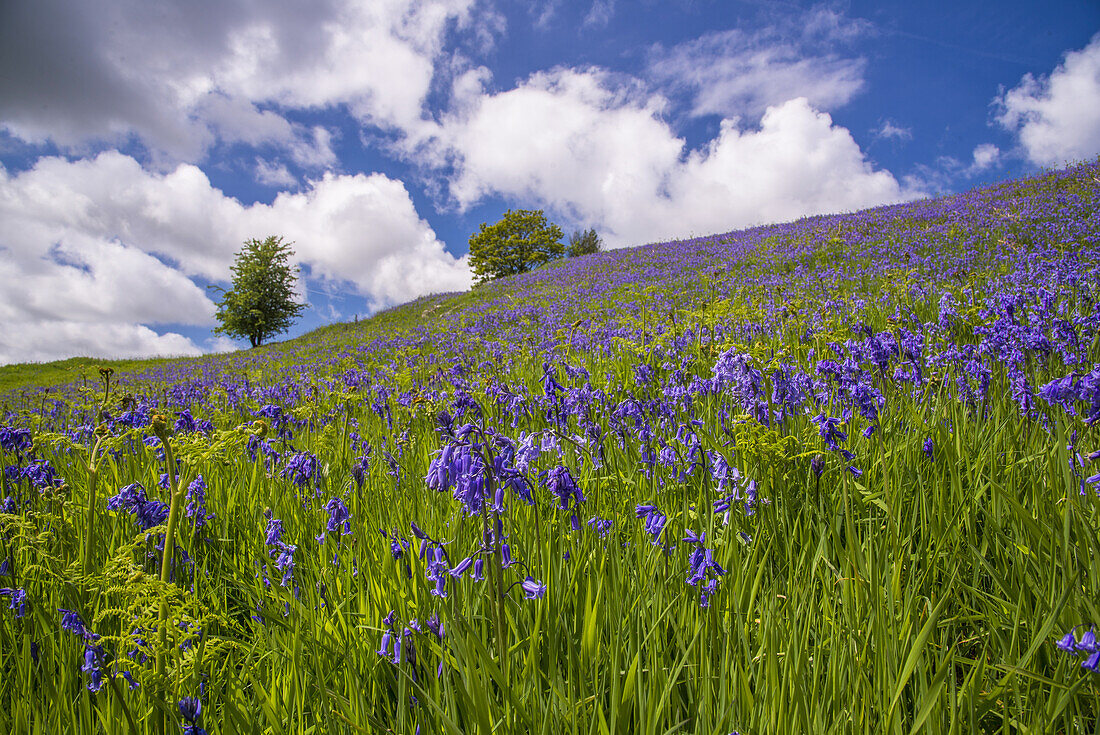 Bluebell (Endymion non-scriptus) blühende Masse, wächst am Hang im offenen Lebensraum, Whitewell, Forest of Bowland, Lancashire, England, Juni