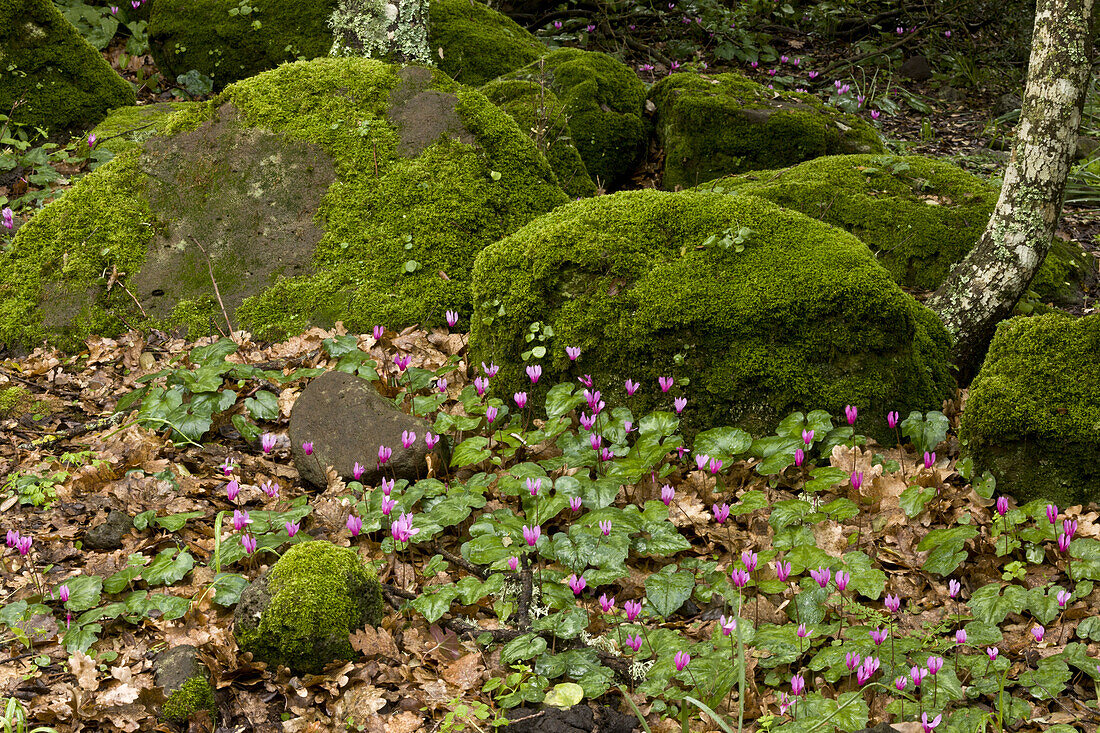 Repand Cyclamen (Cyclamen repandum) blühende Masse, wächst in felsigen Wäldern auf Basaltplateau, Giara di Gesturi, Sardinien, Italien, April