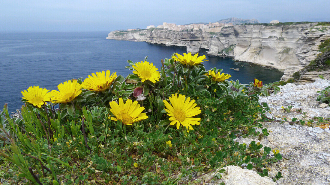 Mediterranean Beach Daisy (Asteriscus maritimus) blüht, wächst auf Kalksteinfelsen im Lebensraum auf einer Klippe, Golf von Bonifacio, Korsika, Frankreich, April