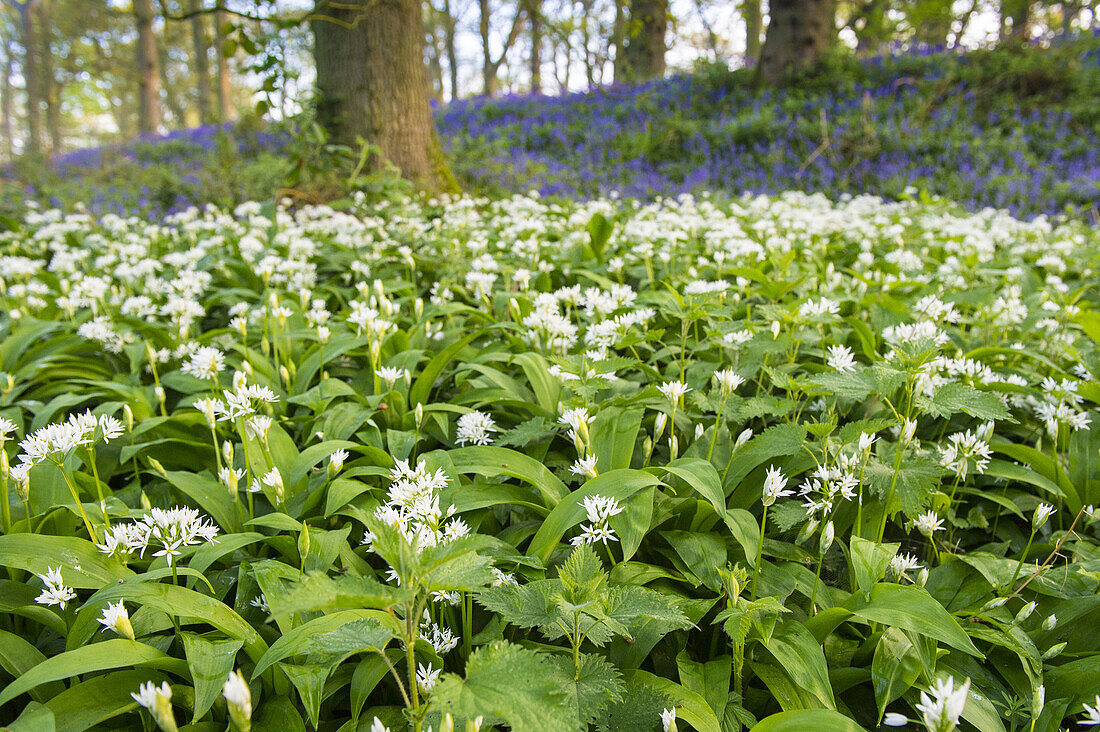 Ramsons (Allium ursinum) blühende Masse, wächst in Bluebell (Endymion non-scriptus) altem Waldlebensraum, Norfolk, England, April