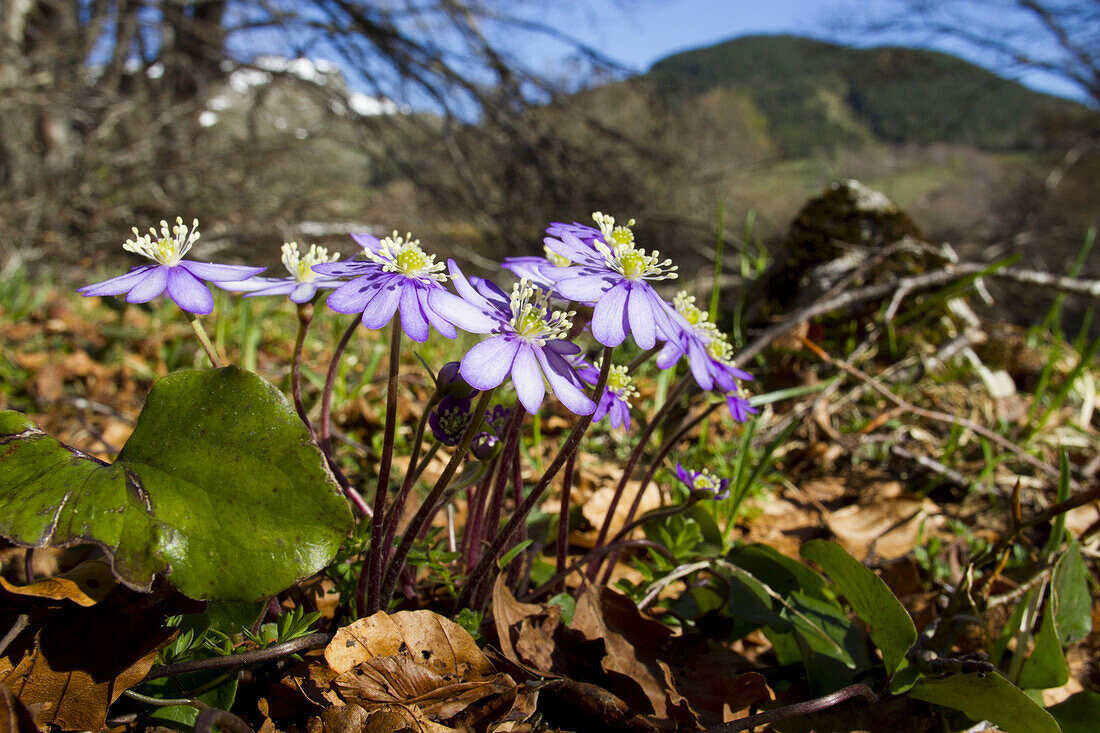Kidneywort (Anemone hepatica) blüht, wächst in offenen Wäldern kurz nach der Schneeschmelze, Ariege-Pyrenäen, Midi-Pyrenäen, Frankreich, Mai