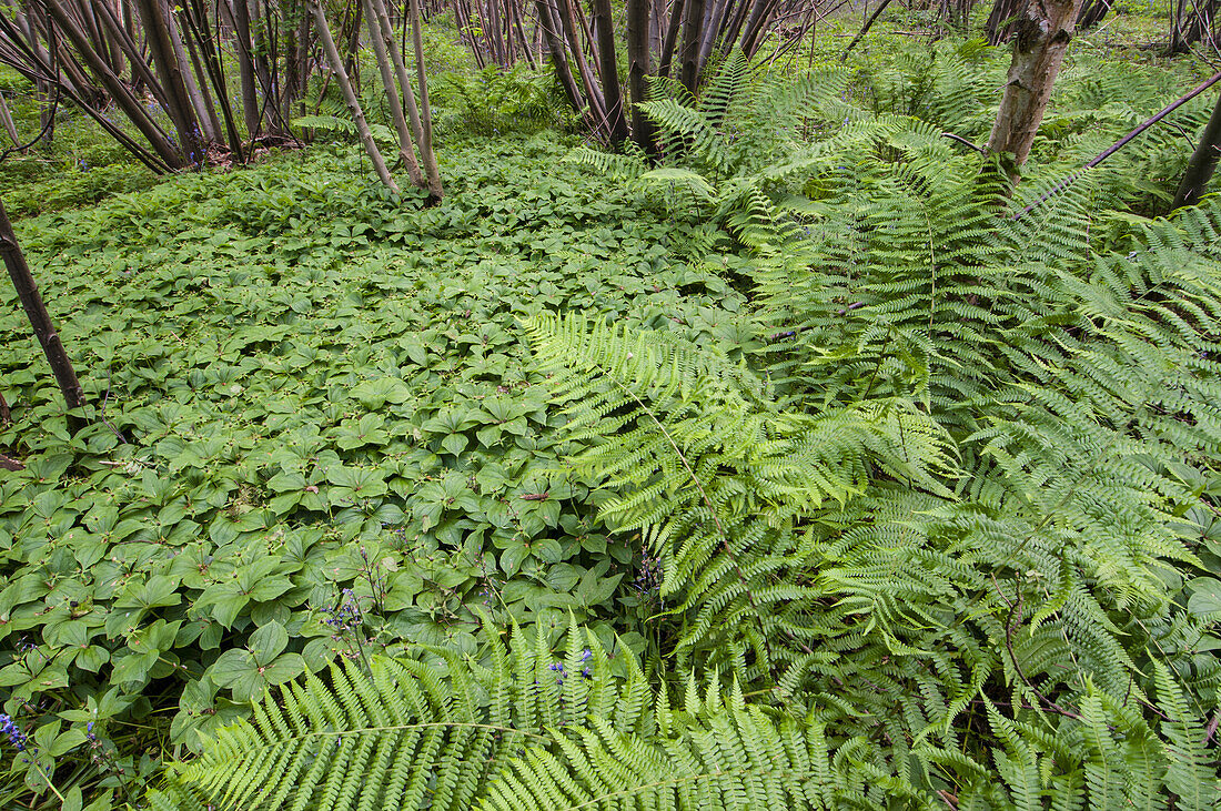 Kraut Paris (Paris Quadrifolia) blühende Masse, wächst unter Farnen im Niederwald Lebensraum, Kent, England, Mai