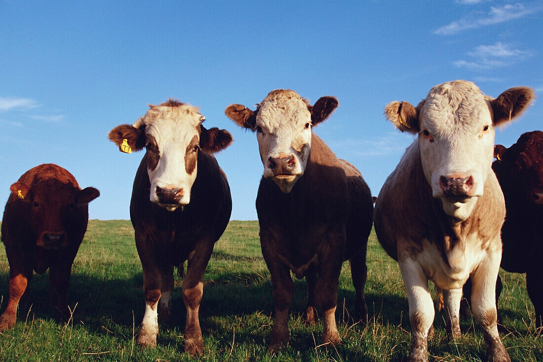 Kühe stehen in einem Feld, Portpatrick, Schottland