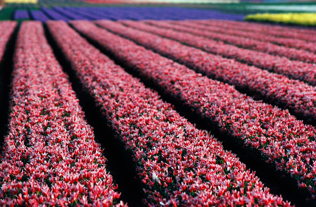 Tulpenfeld in voller Blüte, Keukenhof Gardens, Niederlande