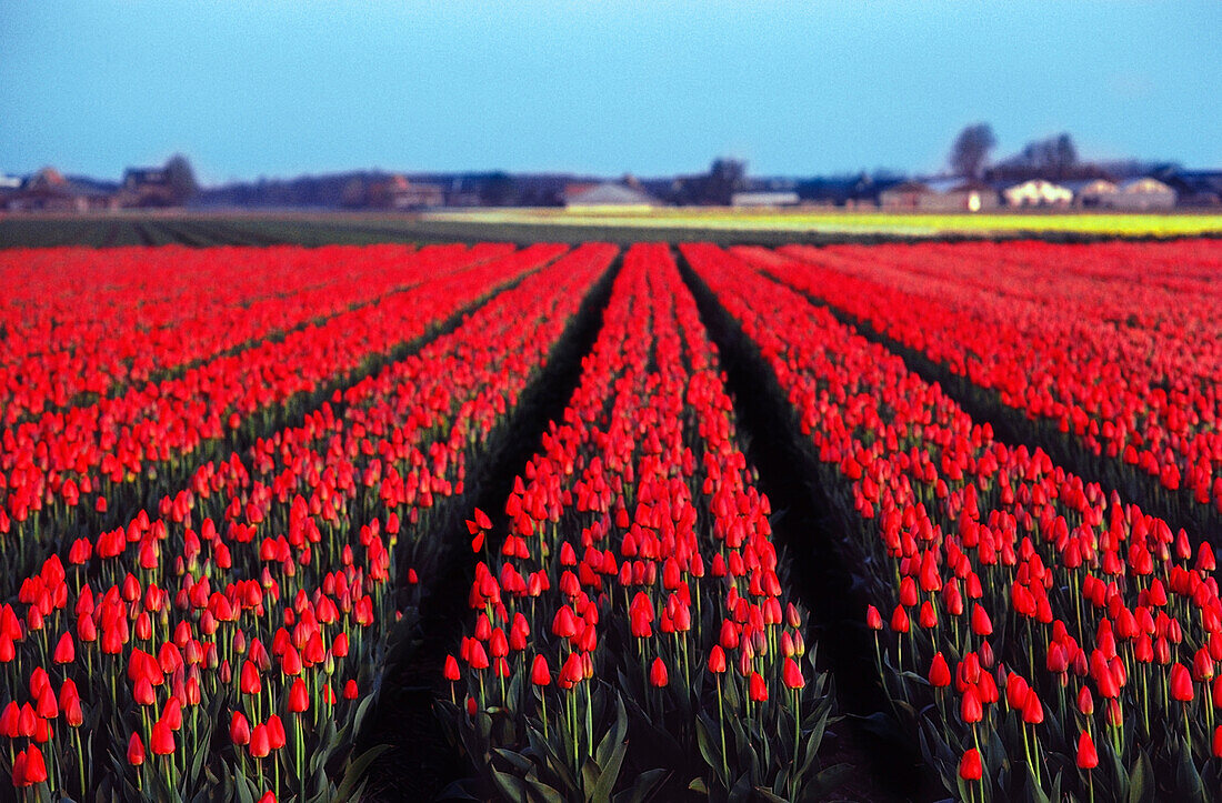 Tulip farm in bloom, Keukenhof Gardens, Netherlands