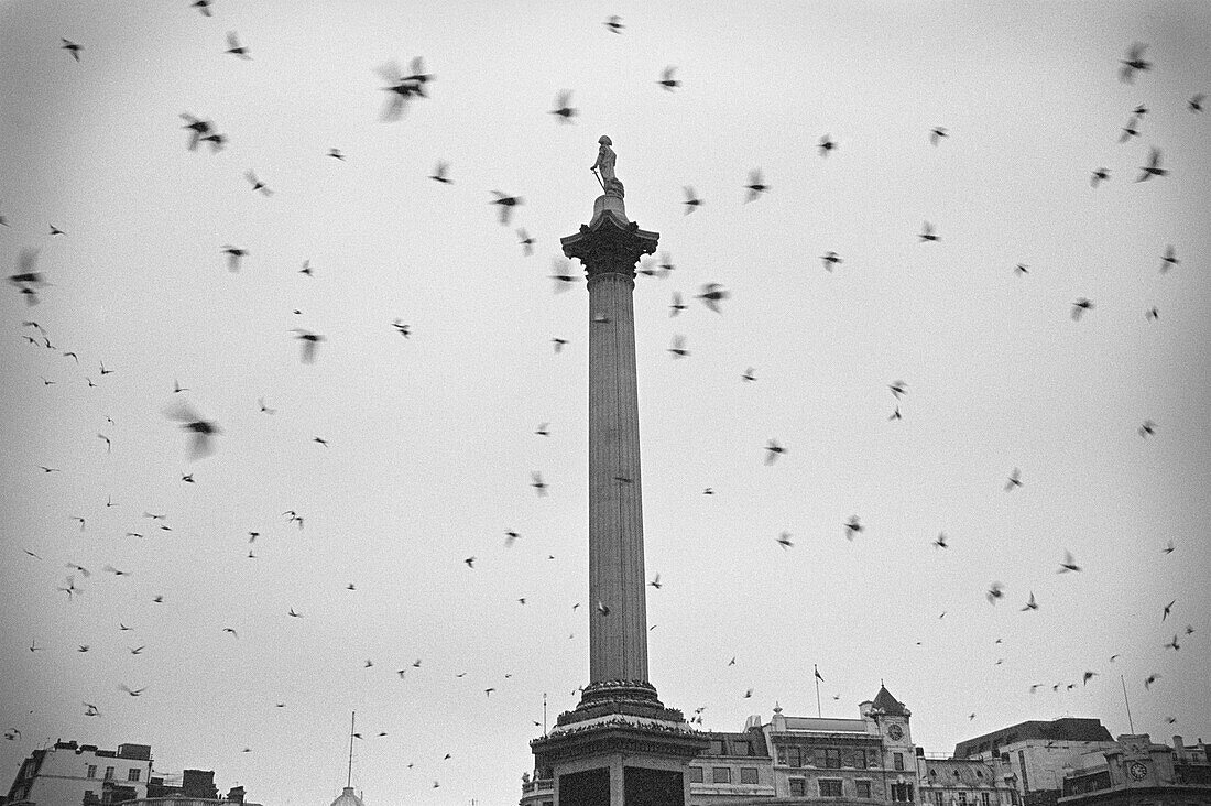 Tauben fliegen über eine Säule, Nelsonsäule, Trafalgar Square, City Of Westminster, London, England