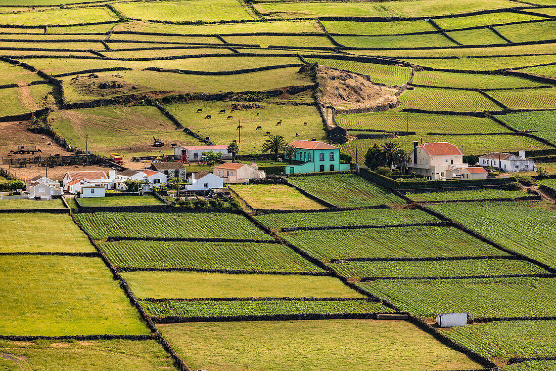 Einzelne Häuser und Felder mit Kühen auf der Azoren-Insel Terceira