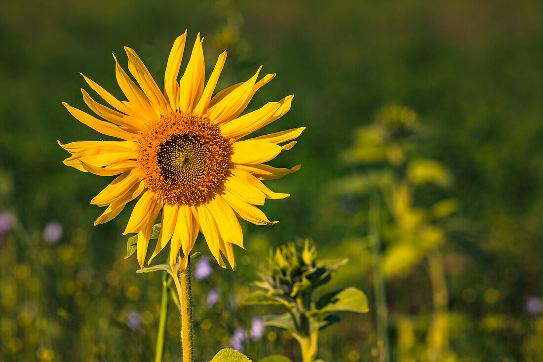 A striking yellow sunflower at sunset in front of a meadow with colorful flowers