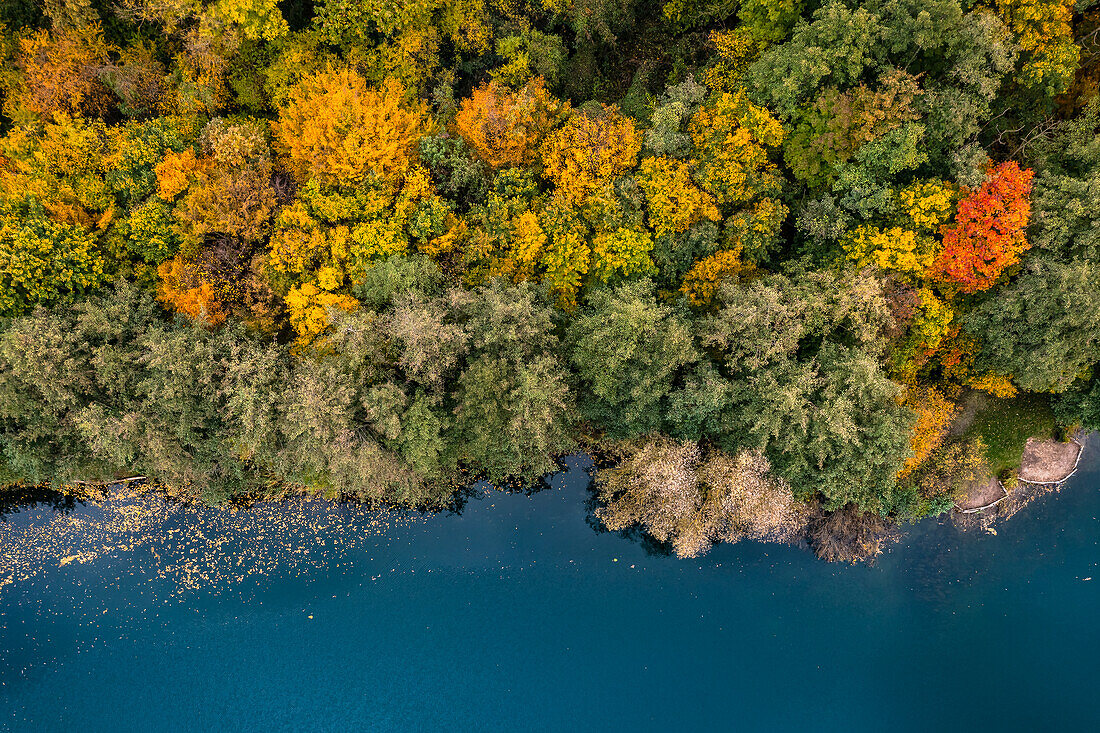The mixed forest on the banks of a lake shows its colorful side as an aerial view in autumn, South Hesse, Germany