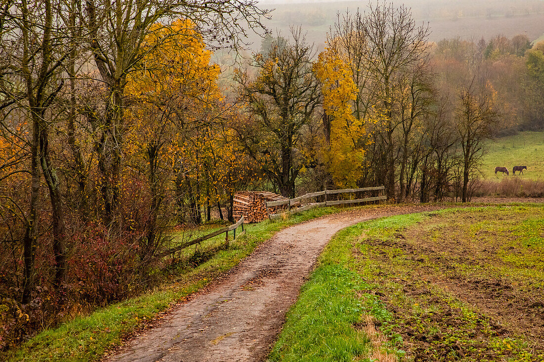 A farm road lined with trees and bushes in autumn colors leads down a hill in the rural area