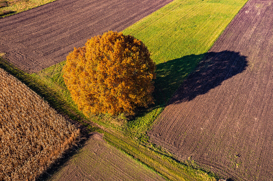 A prominent tree forms a flower strip between a corn field, a meadow and various fields