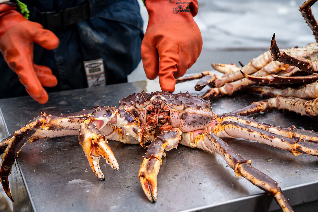 Königskrabbe, Exkursion Königskrabben, Hurtigrute, Snowhotel Kirkenes, Kongekrabbe, King Crab, Kirkenes, Finnmark, Norwegen