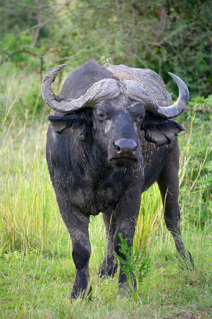Uganda; Northern Region; Murchison Falls National Park; curious cape buffalo