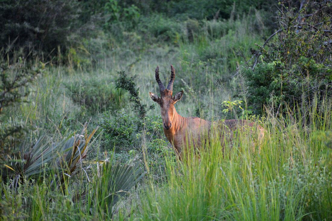 Uganda; Northern Region; Murchison Falls Nationalpark; Kuhantilope im Morgenlicht