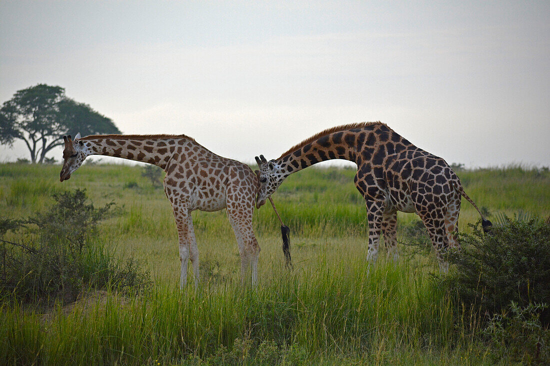 Uganda; Northern Region; Murchison Falls Nationalpark; zwei Giraffen am frühen Morgen