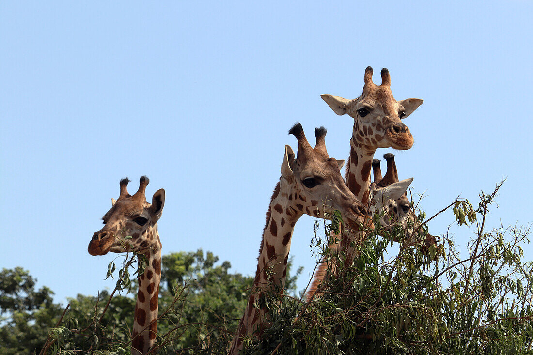 Uganda; Northern Region; Murchison Falls Nationalpark; Giraffen auf einem Giraffentransport im Nationalpark