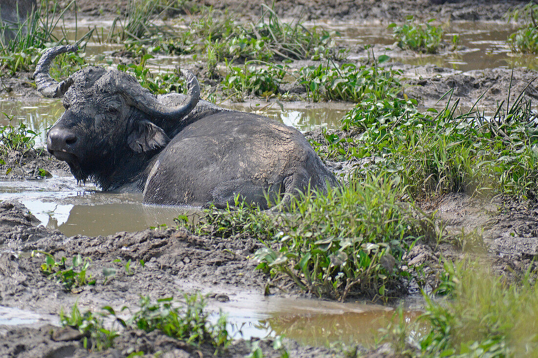 Uganda; Northern Region; Murchison Falls Nationalpark; Afrikanische Büffel im Schlammbad