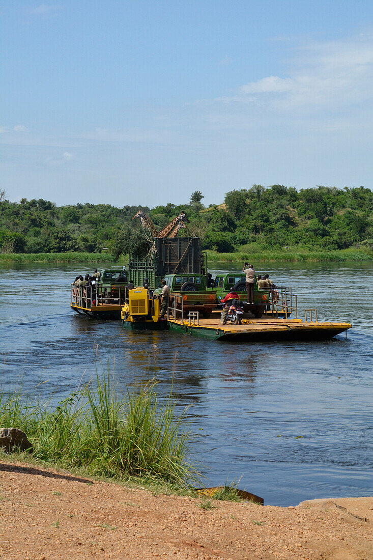 Uganda; Northern Region on the border with the Western Region; Murchison Falls National Park; on the Victoria Nile; Giraffe transport on the ferry at Paraa