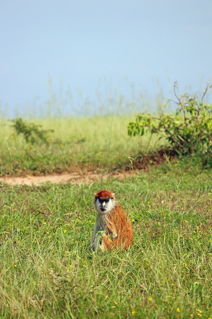Uganda; Northern Region; Murchison Falls Nationalpark; Husarenaffe auf einer Wiese sitzend