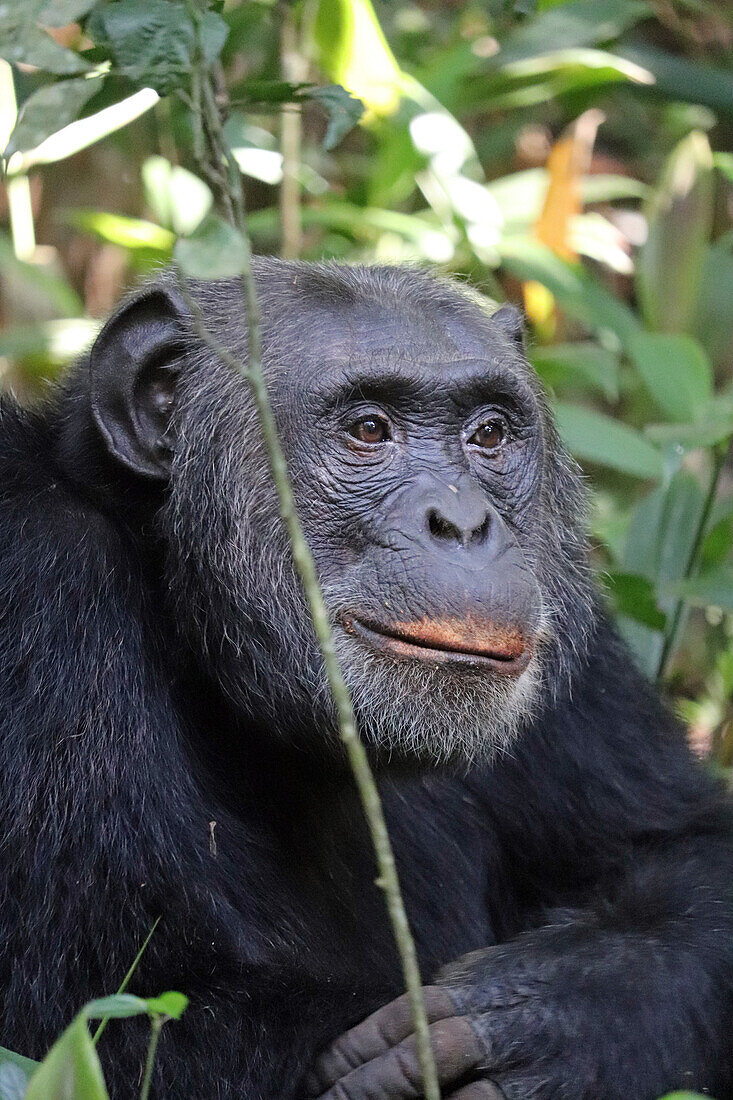 Uganda; Western Region; Kibale Nationalpark; neugieriger Schimpanse