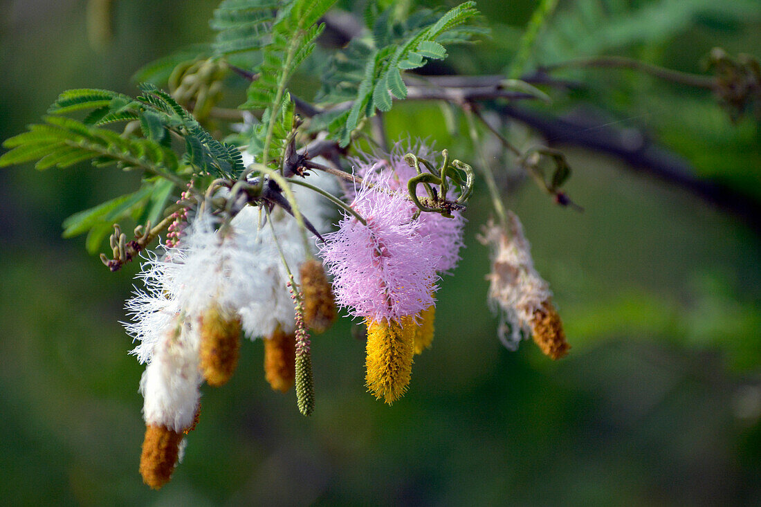 Uganda; Western Region; Queen Elizabeth Nationalpark; weiß-gelbe und rosa-gelbe Blüten des Farbkätzchenstrauchs; Unterfamilie der Mimosengewächse