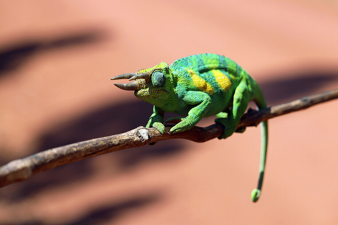 Uganda; Western Region; southern part; north of the Bwindi Impenetrable Forest; Three-horned chameleon on a branch