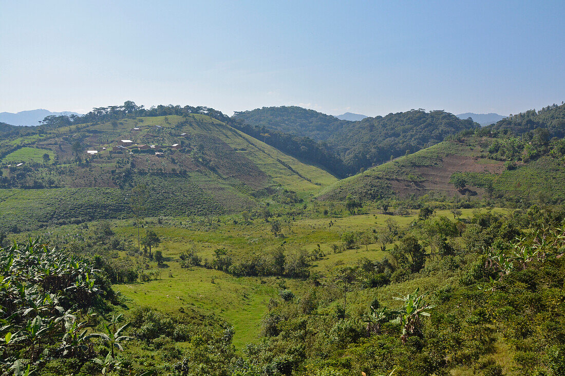Uganda; Western Region; südlicher Teil; kultivierte, grüne Hügellandschaft mit kleinen Tee- und Bananenplantagen