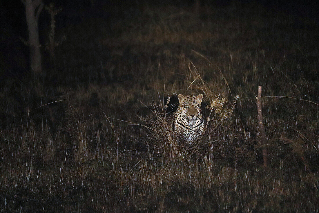 Uganda; Western Region; at Mbarara; Lake Mburo National Park; Leopard on a nocturnal foray