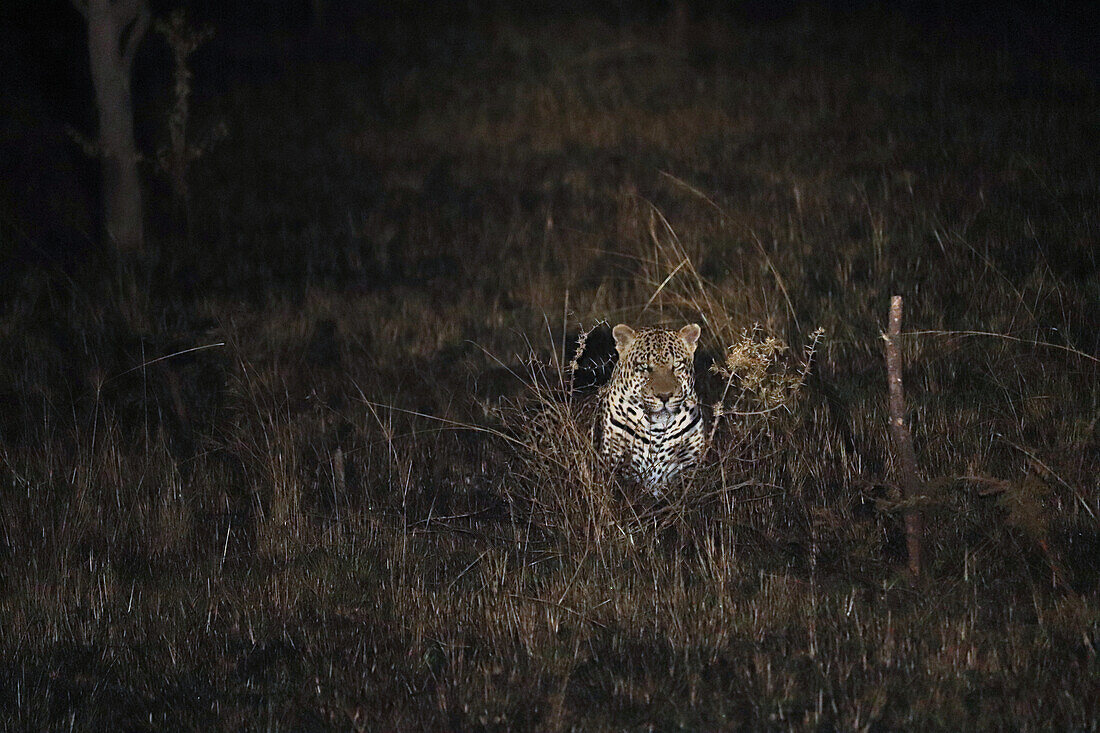 Uganda; Western Region; bei Mbarara; Lake Mburo Nationalpark; Leopard auf nächtlichem Streifzug