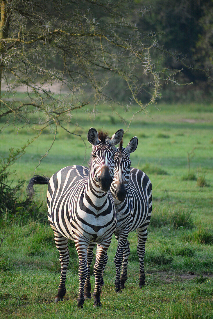 Uganda; Western Region; Lake Mburo National Park; Zebras in the morning sun