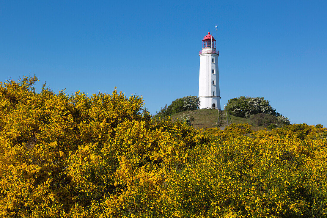Blooming broom on the thorn bush, gorse, lighthouse, Hiddensee, Baltic Sea, Mecklenburg-Western Pomerania, Germany