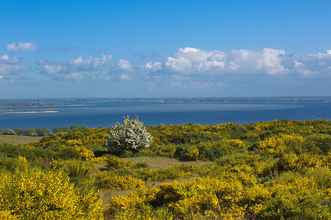 Blühender Besenginster auf dem Dornbusch, Ginster, Blick über den Bodden nach Rügen, Hiddensee, Ostsee, Mecklenburg-Vorpommern, Deutschland