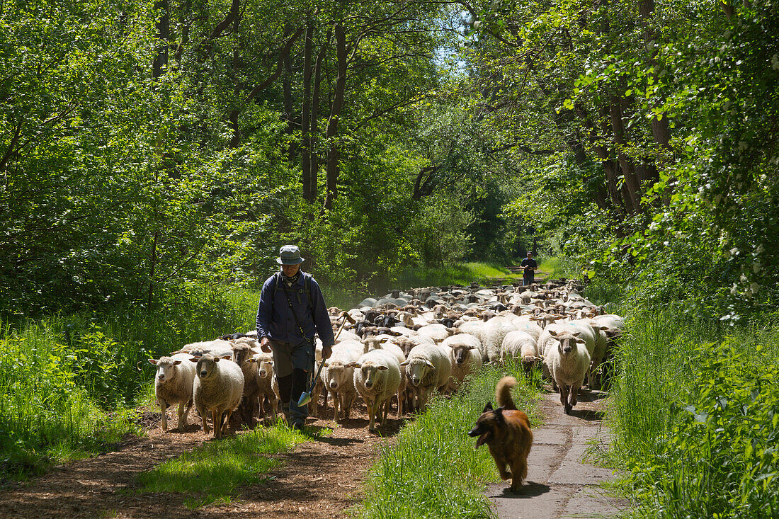 Shepherd with sheep, Hiddensee, Baltic Sea, Mecklenburg-Western Pomerania, Germany