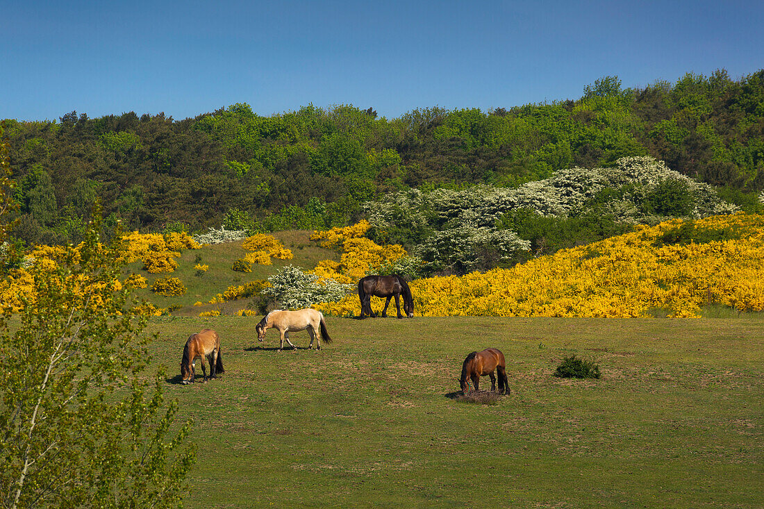 Pferde auf der Weide, Hiddensee, Ostsee, Mecklenburg-Vorpommern, Deutschland