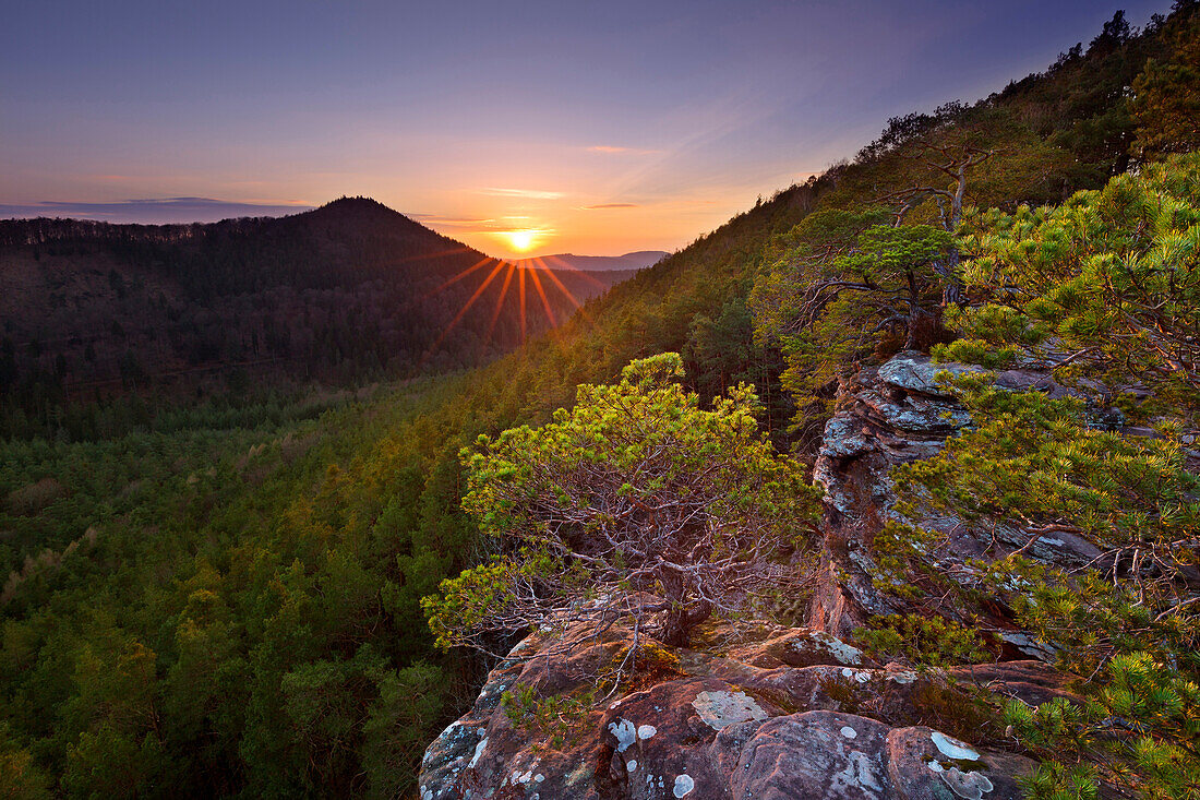 Kiefern auf den Sandsteinfelsen, Dahner Felsenland, Pfälzer Wald, Rheinland-Pfalz, Deutschland