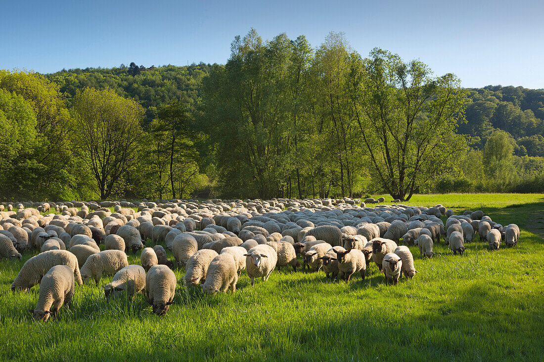 Schafe im Ruhrtal am Wasserschloss Haus Kemnade, bei Hattingen, Ruhr, Nordrhein-Westfalen, Deutschland