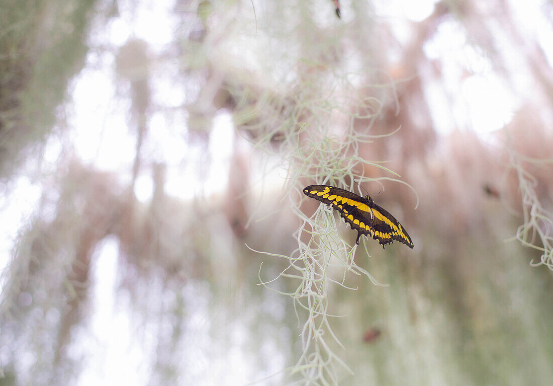 Eastern Tiger Schwalbenschwanz-Schmetterling - Papilio glaucus