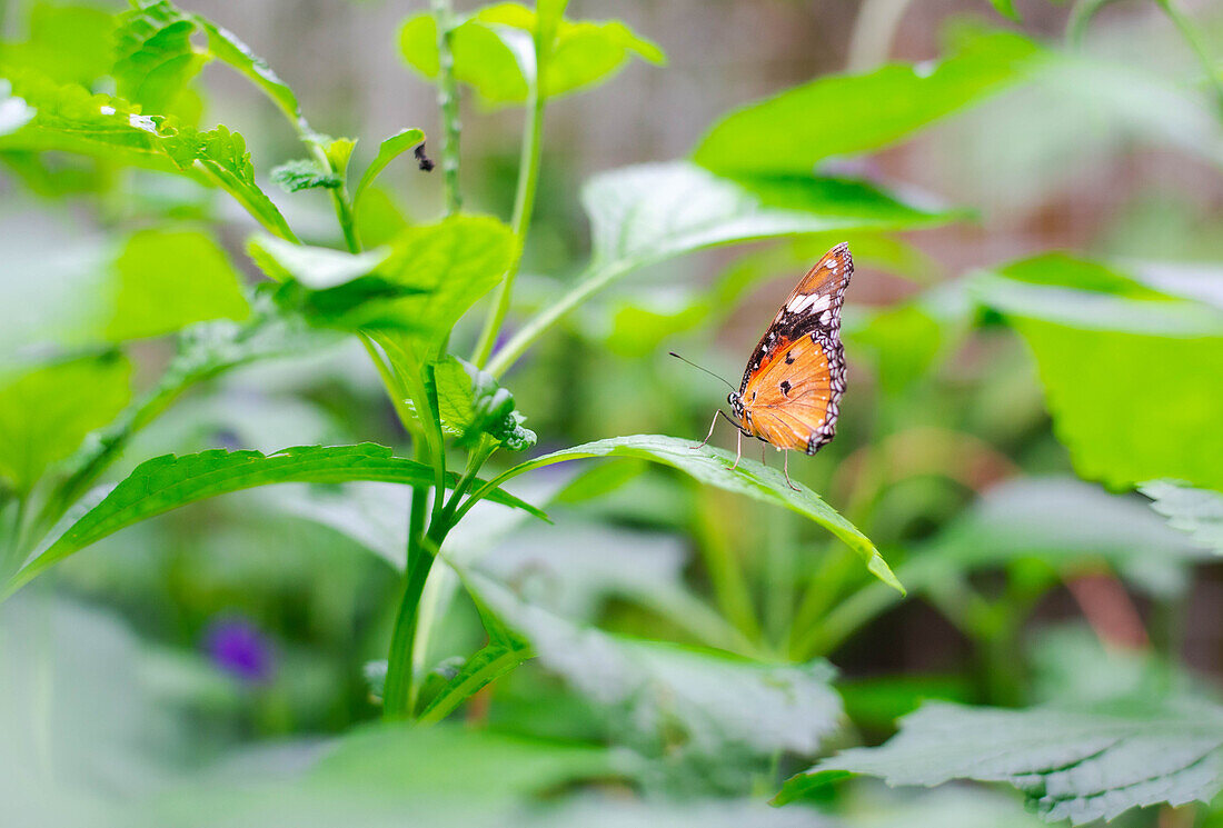 Indian Plain Tiger Butterfly - Danaus chrysippus