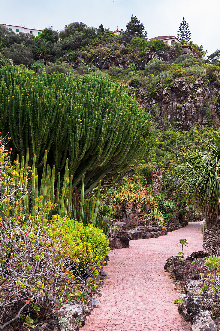 Jardin Canario Viera y Clavijo, Botanischer Garten, Tafira, Las Palmas, Gran Canaria, Kanarische Inseln, Spanien