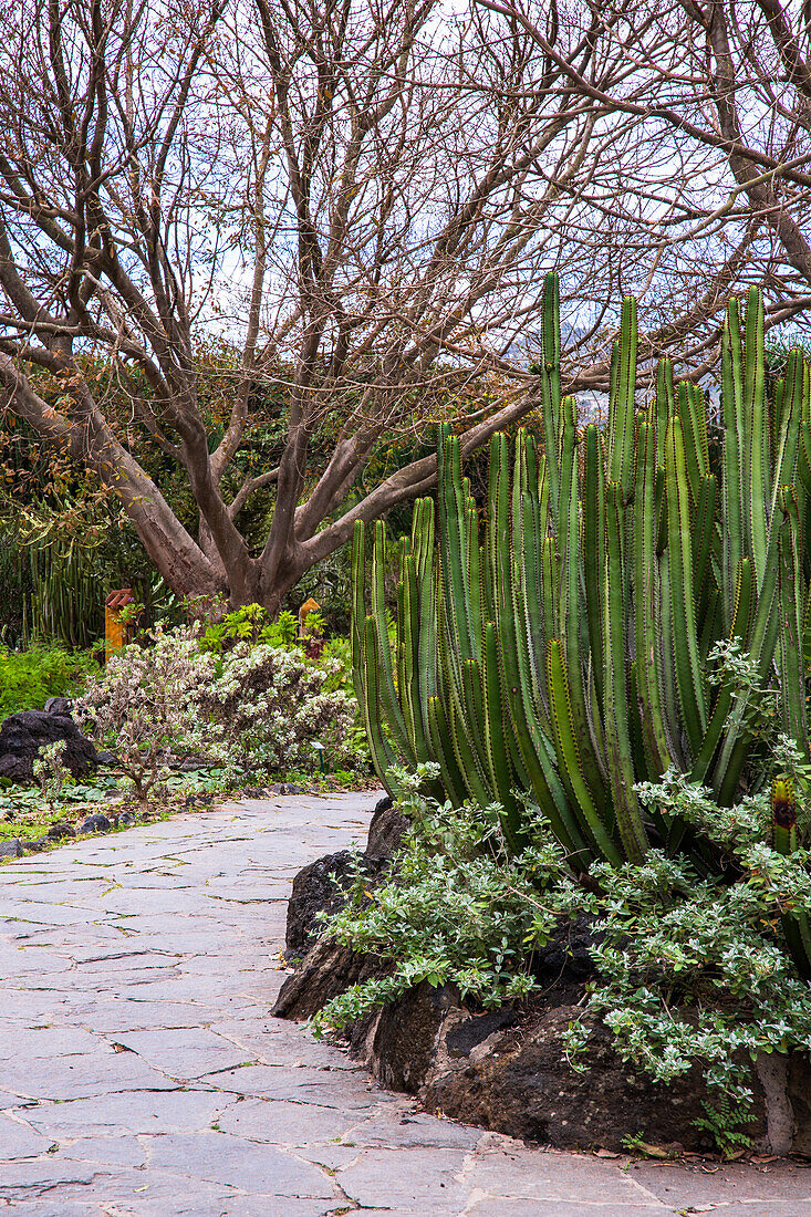 Jardin Canario Viera y Clavijo, Botanischer Garten, Tafira, Las Palmas, Gran Canaria, Kanarische Inseln, Spanien