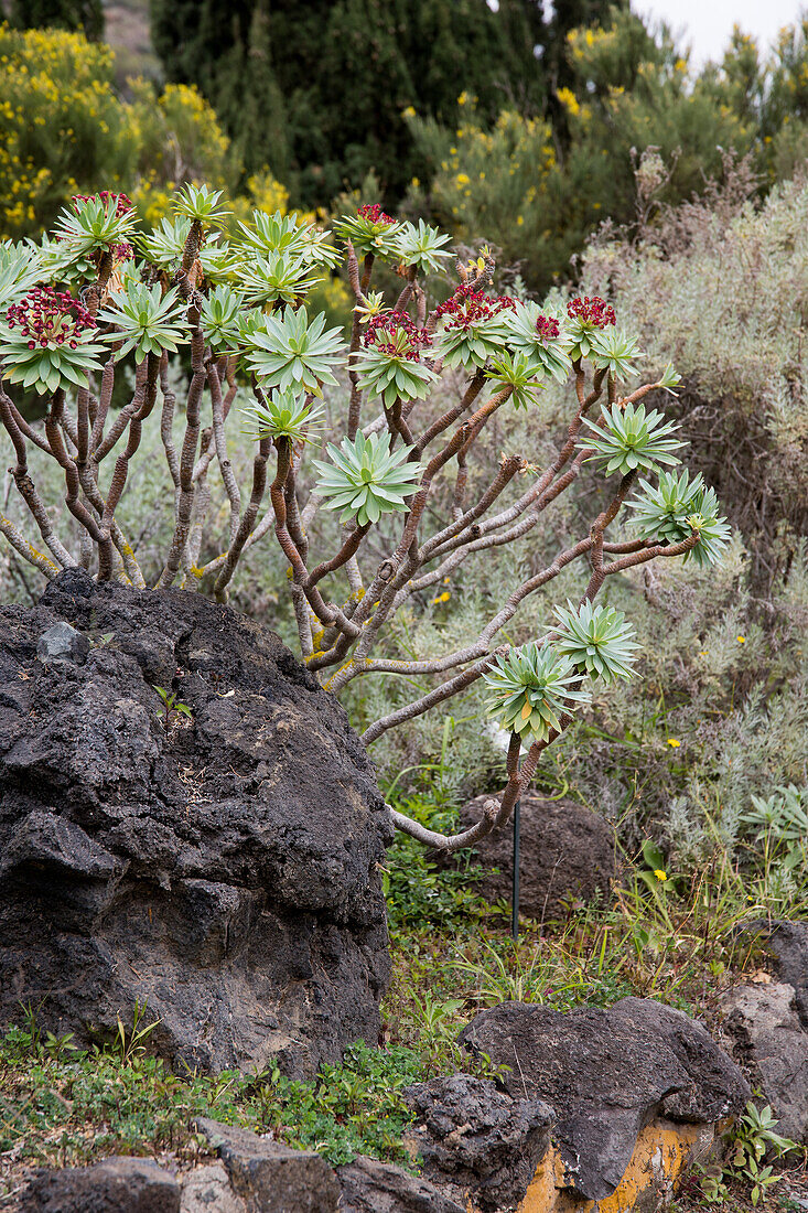 Jardin Canario Viera y Clavijo, Botanical Garden, Tafira, Las Palmas, Gran Canaria, Canary Islands, Spain