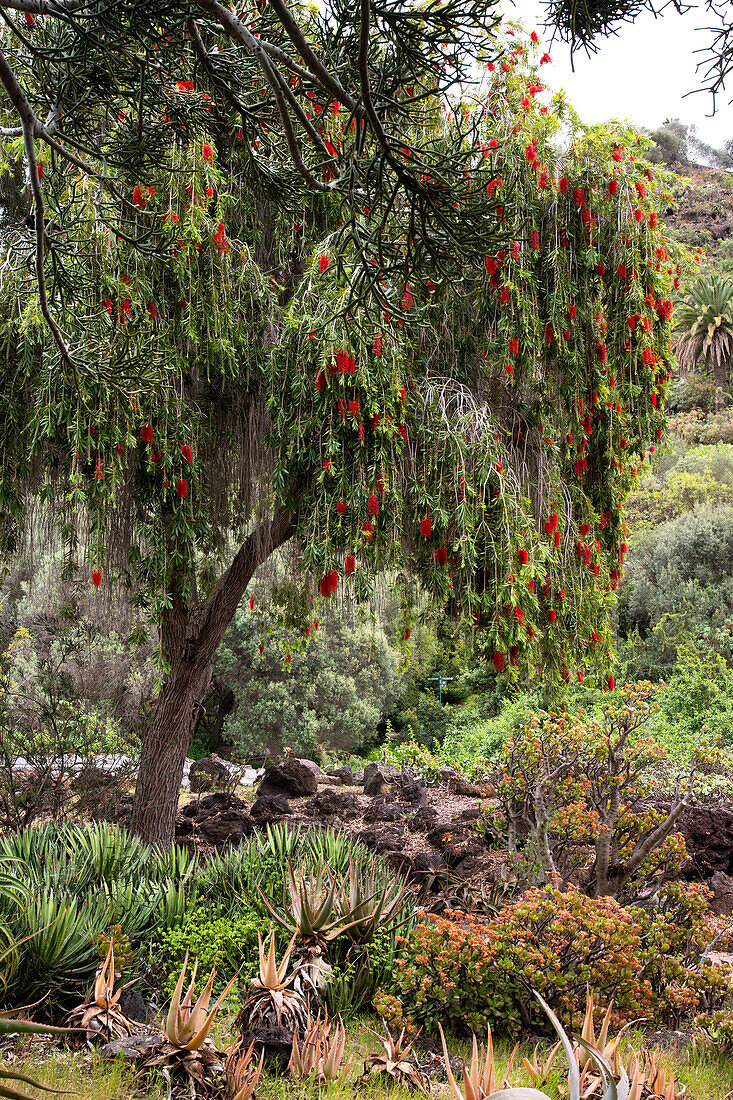 Jardin Canario Viera y Clavijo, Botanischer Garten, Tafira, Las Palmas, Gran Canaria, Kanarische Inseln, Spanien