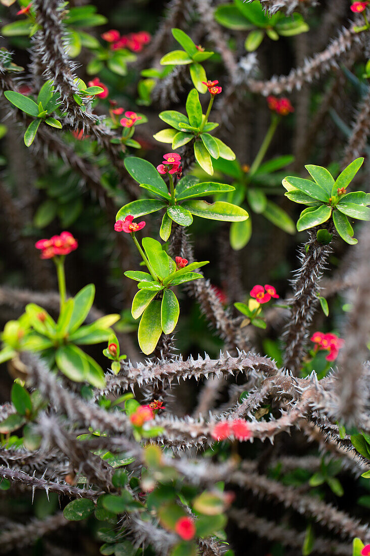 Jardin Canario Viera y Clavijo, Botanischer Garten, Tafira, Las Palmas, Gran Canaria, Kanarische Inseln, Spanien