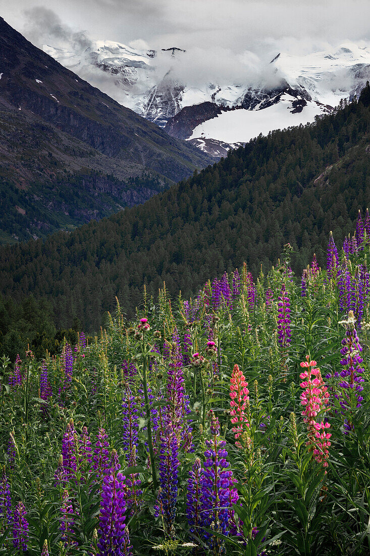Lupinen Wildblumen vor verschneiten Berggipfeln des Morteratsch Gletscher im Engadin in den Schweizer Alpen\n
