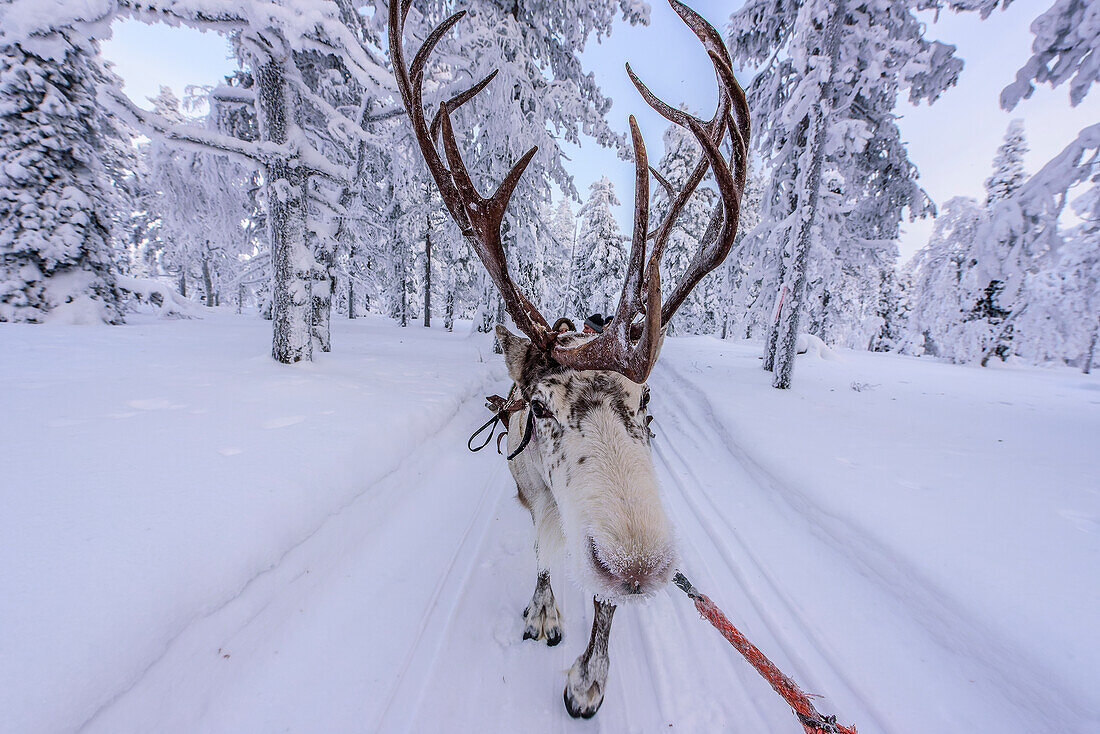 Reindeer tour for tourists at Levi, Finland