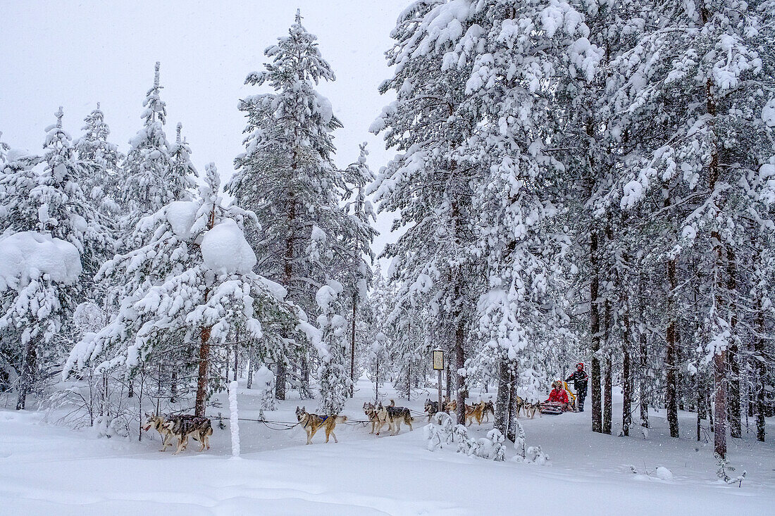 Kleine Touren mit Schlittenhunde. Santa Claus Village, Weihnachtsmanndorf am Polarkreis, Rovaniemi, Finnland
