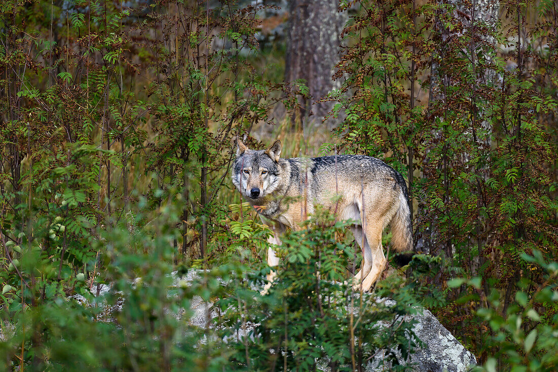 Wolf, Animals in Ranua Wildlife Park, Lapland, Finland