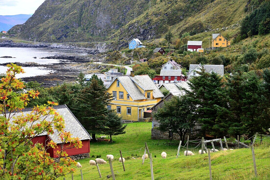 Am Vogelfelsen Runde auf der Insel Remoya, Südl. Alesund, Norwegen