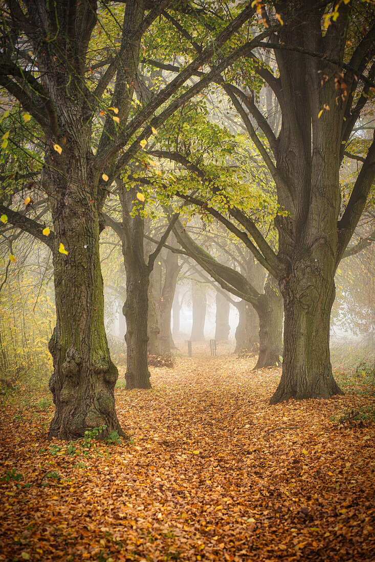 Nebelige Herbststimmung in der Baumallee zwischen Fahr und Volkach, Kitzingen, Unterfranken, Franken, Bayern, Deutschland, Europa